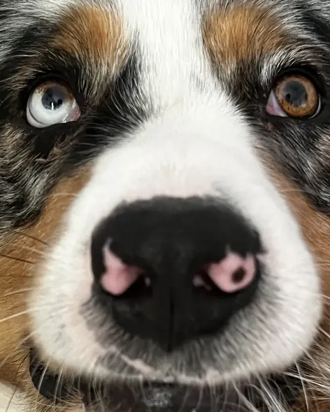 Extreme close-up of Thor, a merle Australian Shepherd with one blue eye and one brown eye, sniffing the camera
