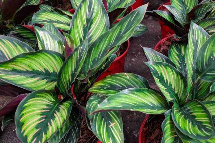 Calathea