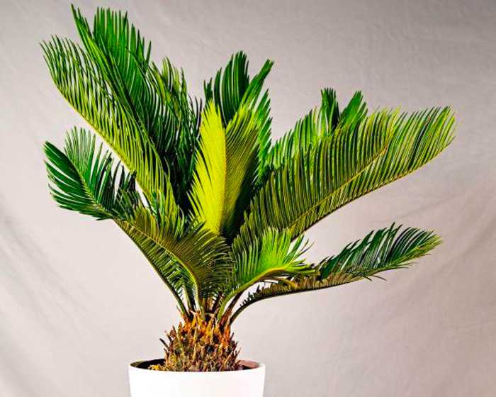 Sago Palm (Cycas revoluta)