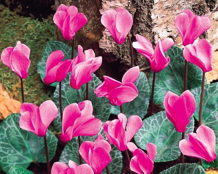 Sowbread (Cyclamen)