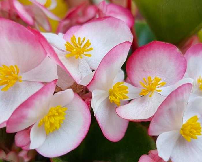 20+ Houseplants Poisonous to Dogs: A guide for dog owners - photo 2