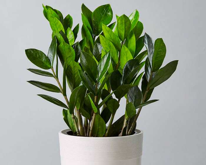 ZZ Plant (Zamioculcas)