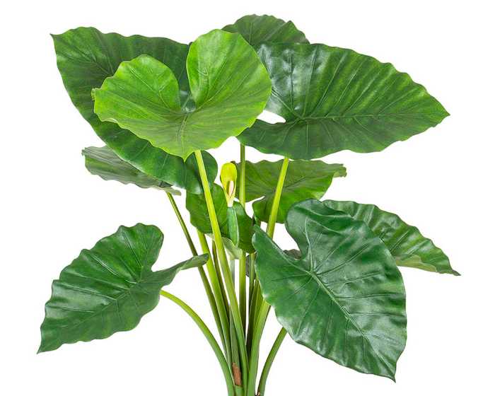 Elephant Ear (Caladium)