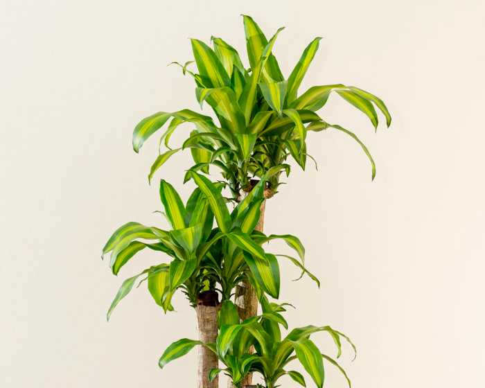 Corn Plant (Dracaena fragrans)