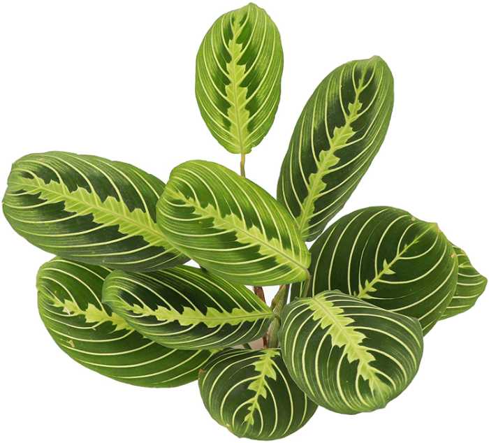 Potential pests and diseases