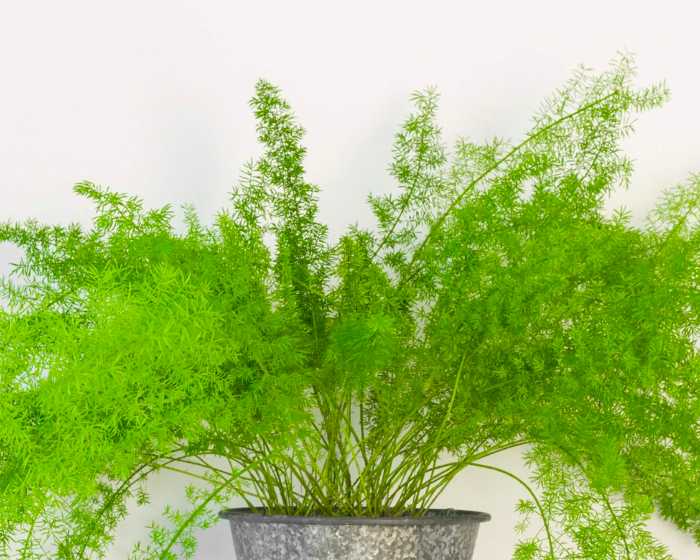 Asparagus Fern (Asparagus densiflorus cv sprengeri)