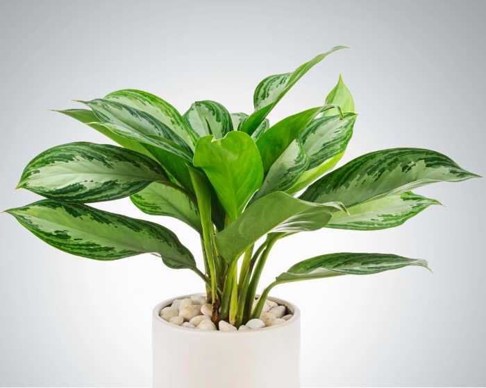 Chinese Evergreen (Aglaonema commutatum)