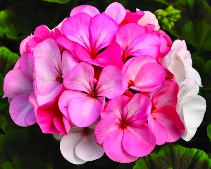 Geranium