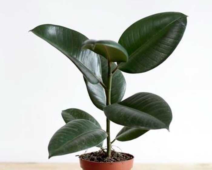 Rubber Plant (Peperomia)