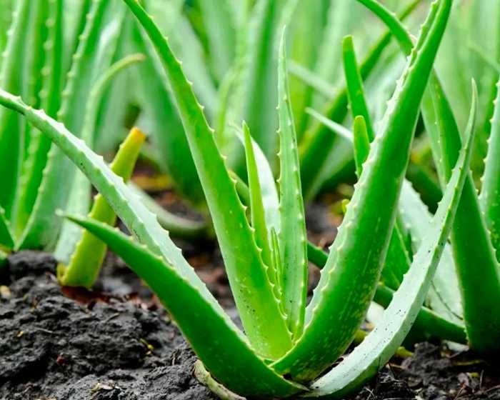 Aloe Vera (Aloe barbadensis miller)