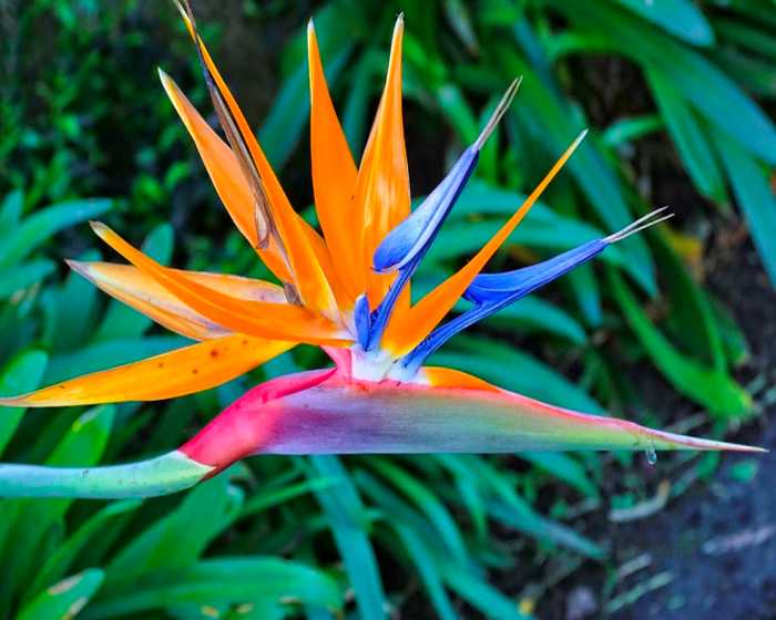 Bird of Paradise (Strelitzia reginae)