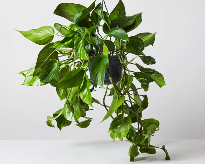 Pothos/Devil’s Ivy (Epipremnum Aureum)