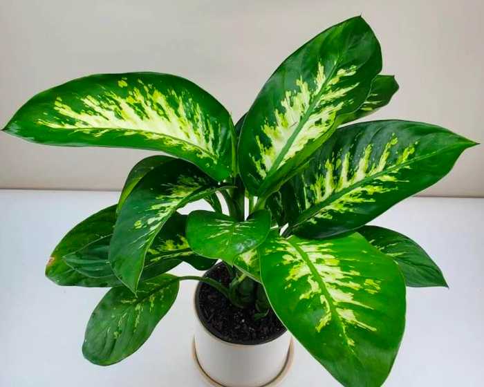 Dumb Cane (Dieffenbachia)