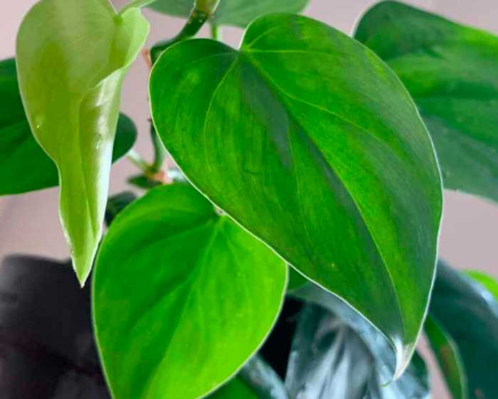 Philodendron