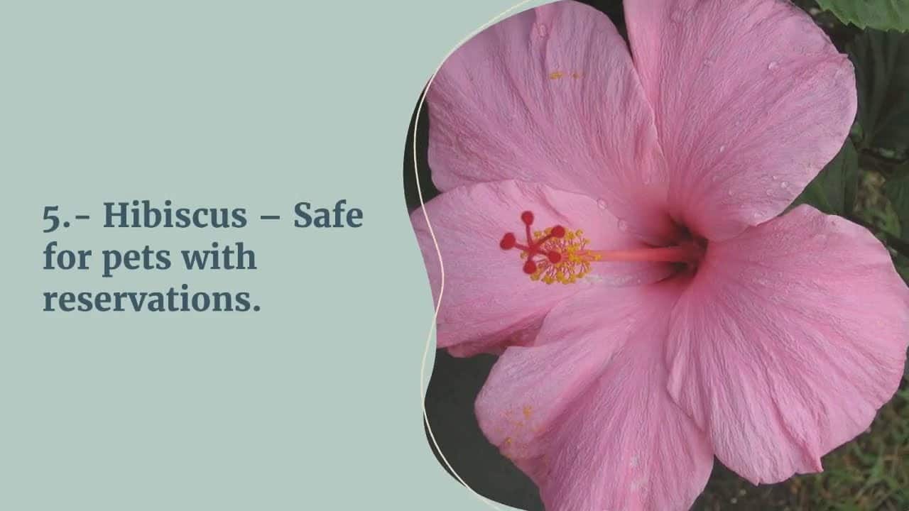 Are Hardy Hibiscus Safe For Dogs