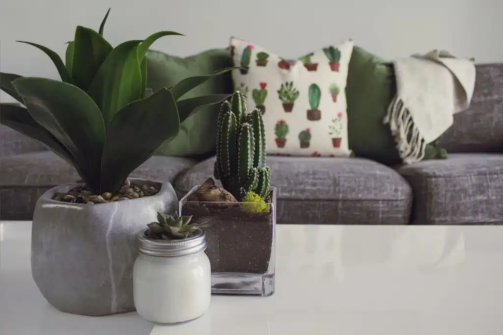 How to Make Your Own Cactus Soil: An Interior Designer's Green-Thumbed Guide