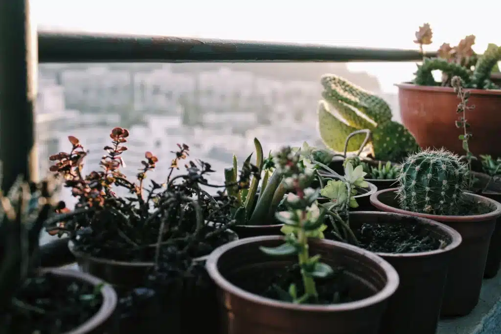 How to Make Your Own Cactus Soil: An Interior Designer's Green-Thumbed Guide