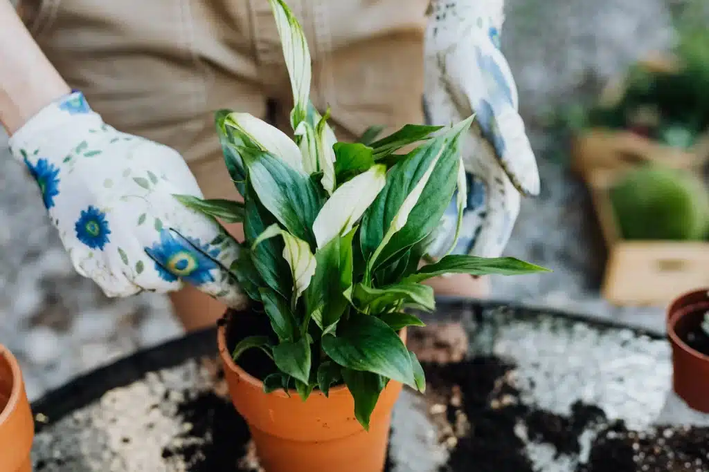 How to Get Peace Lily to Bloom Making Your Peace Lily Flower with