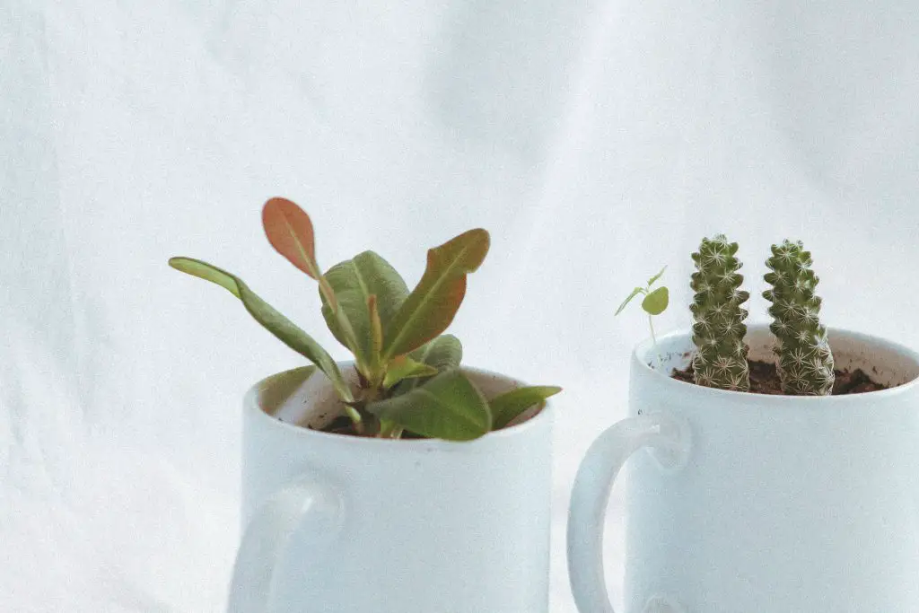 How to Make Your Own Cactus Soil: An Interior Designer's Green-Thumbed Guide